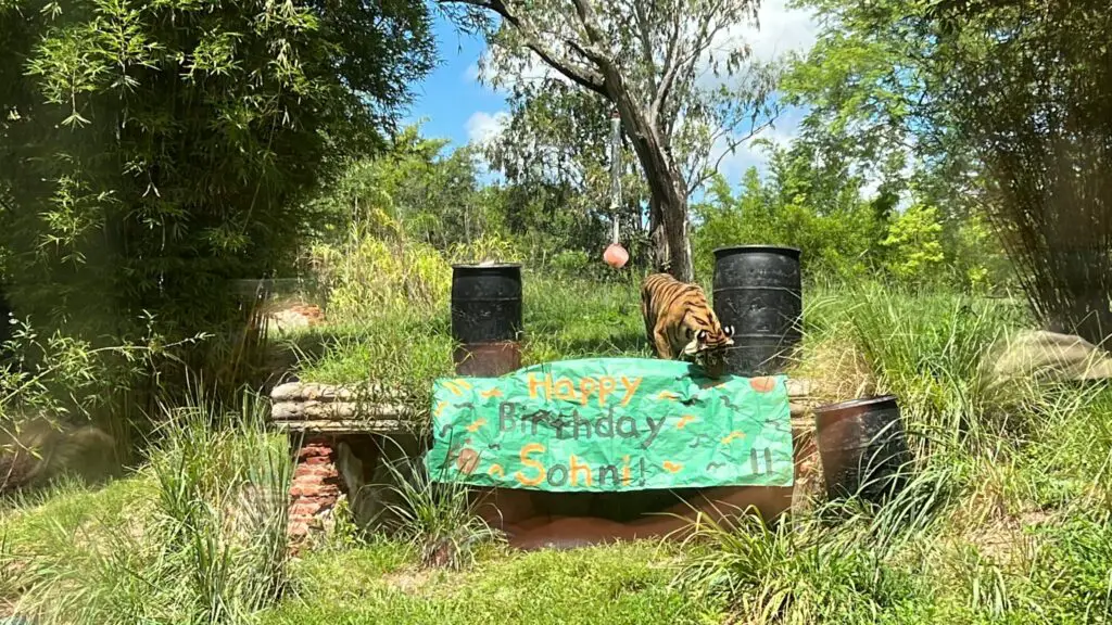 Disney celebrates Sumatran tiger’s 11th birthday in style