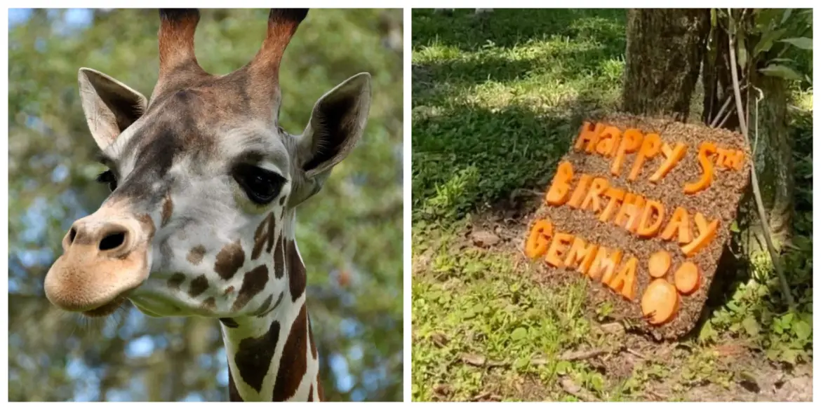 Gemma the Giraffe Celebrates Her 5th Birthday at Disney’s Animal Kingdom Lodge