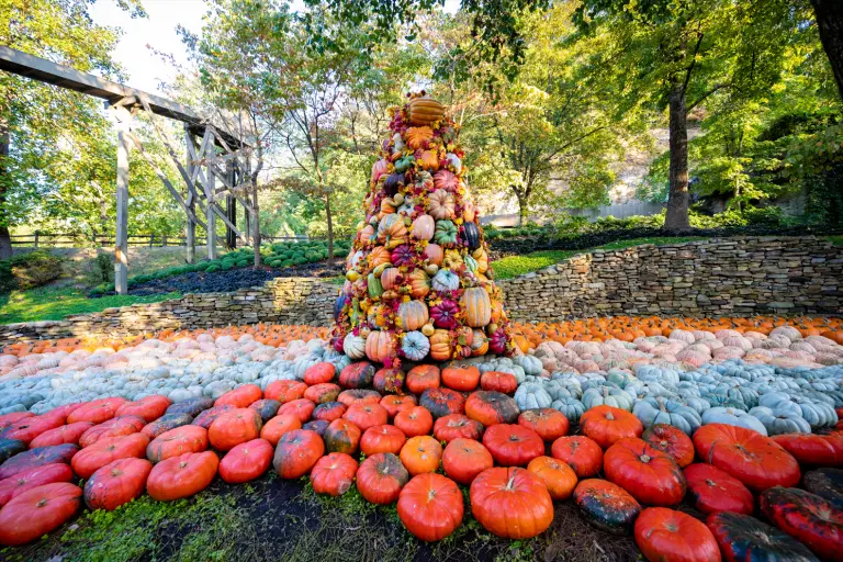2022 Dollywood’s Harvest Festival begins this Friday!