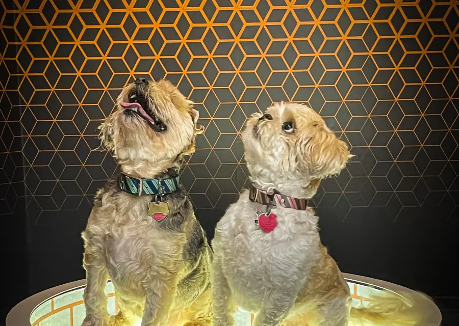 Museum of Illusions Orlando hosts 4th annual Puppy Paw-ty