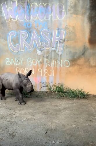 baby-rhino