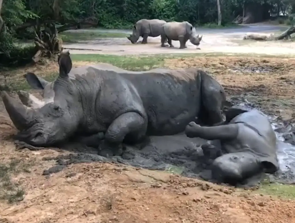 Baby White Rhino celebrates his first birthday at Disney's Animal Kingdom
