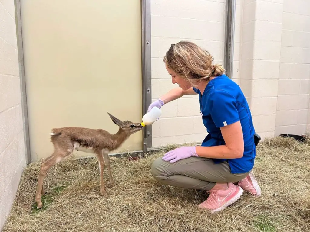 New Baby Springbok born at Disney's Animal Kingdom
