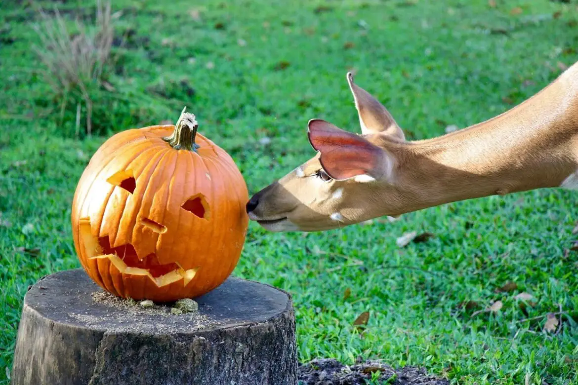 Disney Animals have some Spook-tacular Pumpkin Fun