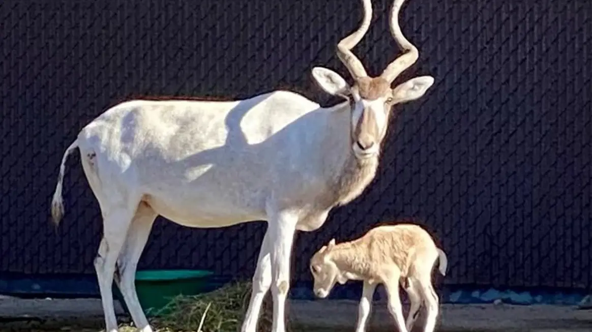 Disney Welcomes the Birth of Rare African Antelope