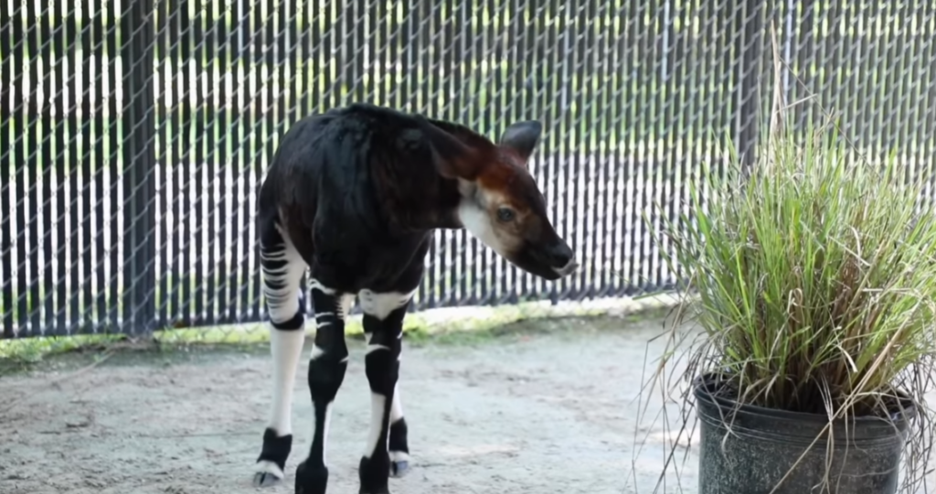 Baby-Okapi-Born-at-Disneys-Animal-Kingdom-Lodge