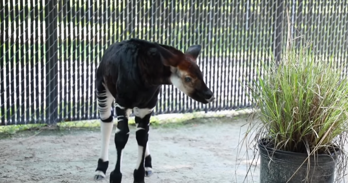 New Baby Okapi Born at Disney’s Animal Kingdom Lodge