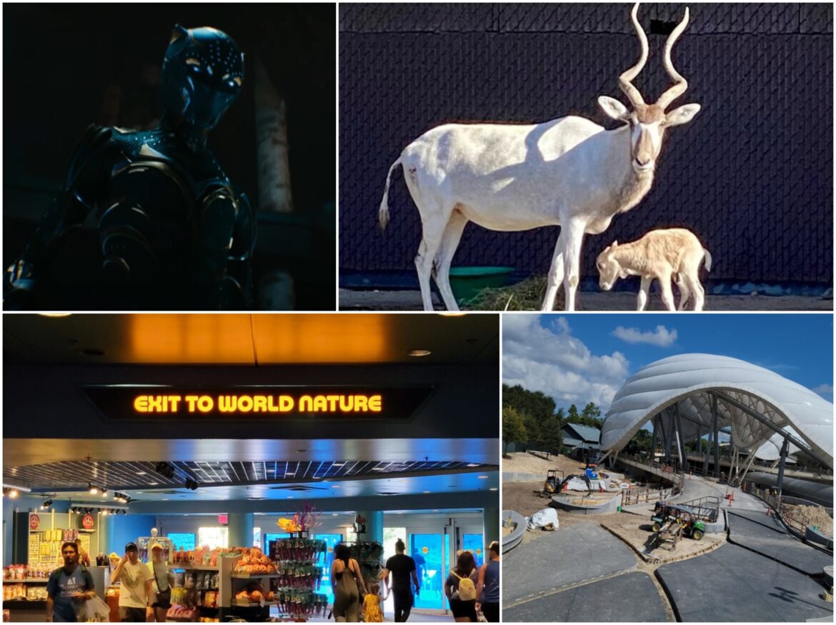 Disney News Round-Up: Rare Birth at Animal Kingdom, Black Panther drops a new Trailer, Epcot 40th Prints, Boulder Ridge Rooms Updated