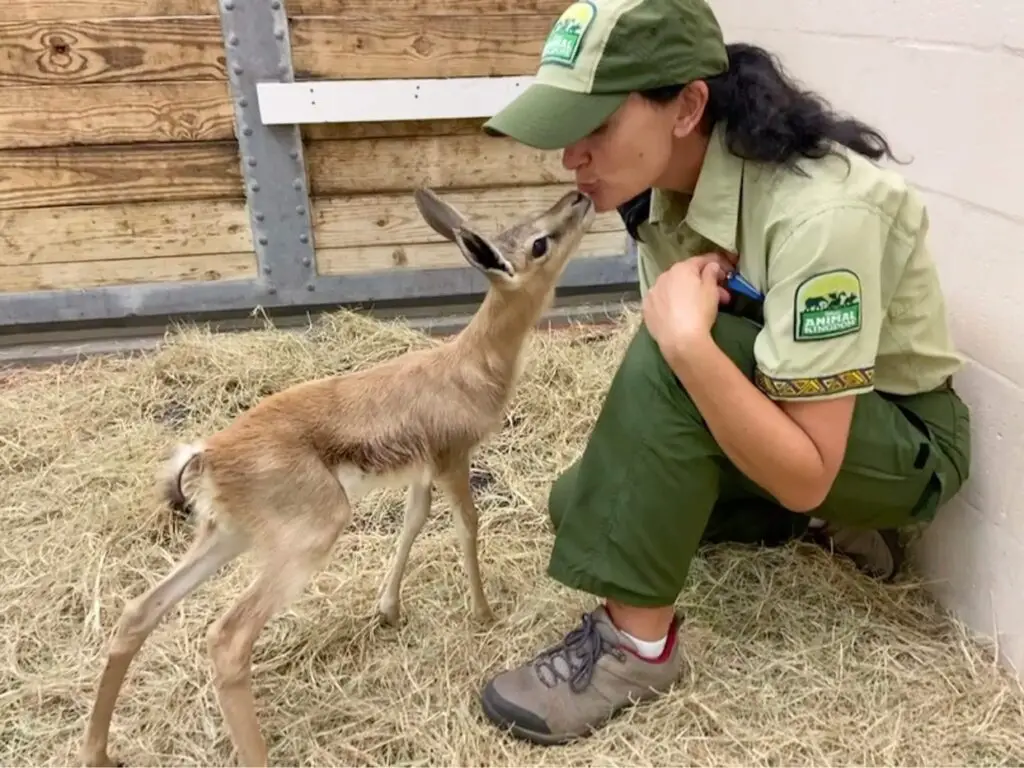 springbok born at Disney’s animal kingdom