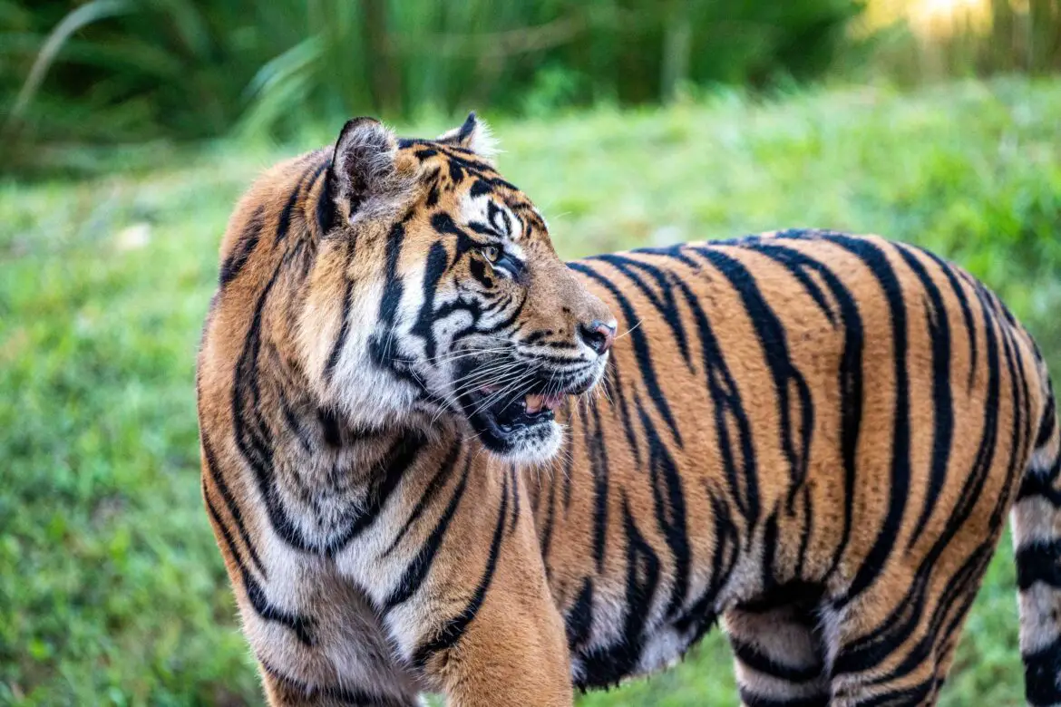New Tiger debuts at Maharajah Jungle Trek in Disney’s Animal Kingdom