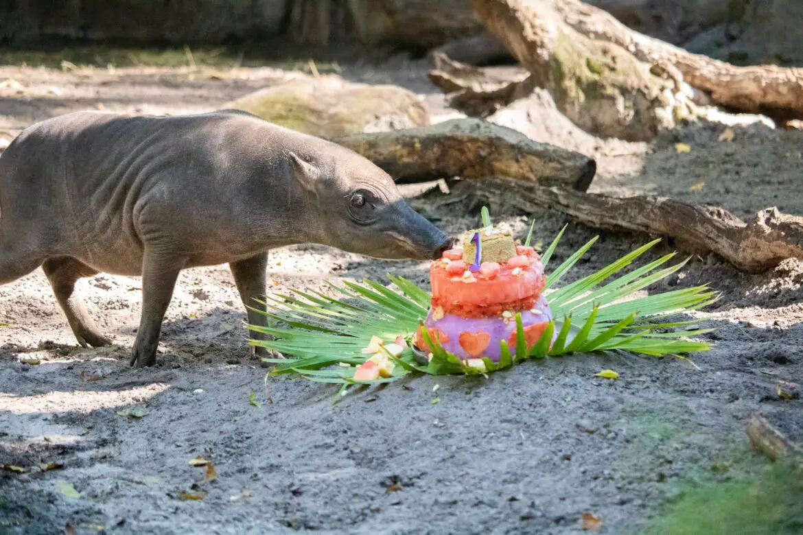 Nutmeg Celebrates her 1st Birthday at Disney’s Animal Kingdom