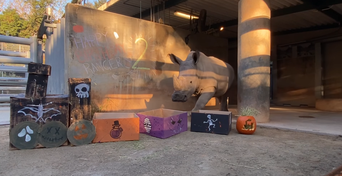 Baby White Rhino Ranger Celebrates his 2nd Birthday at Disney’s Animal Kingdom
