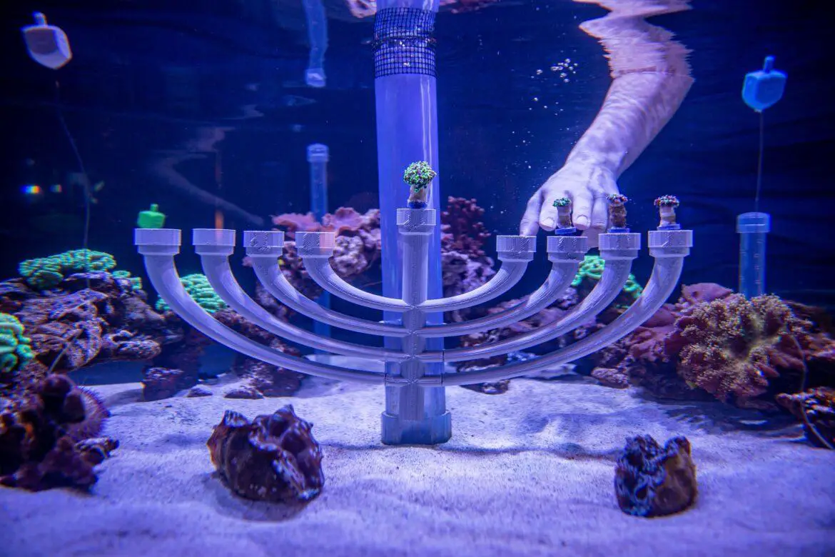 Cast Members at The Seas with Nemo & Friends in EPCOT create a special menorah to celebrate Hanukkah