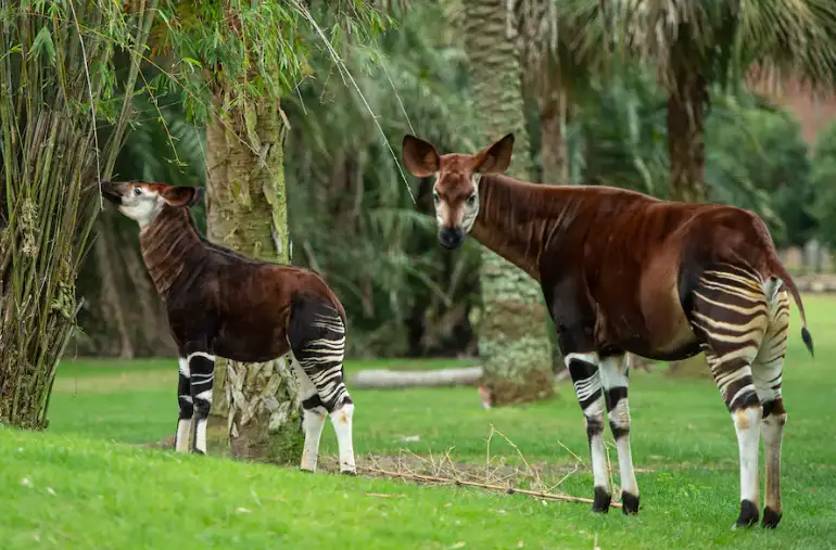 Beni the Okapi Calf Makes First Appearance at Disney’s Animal Kingdom Lodge