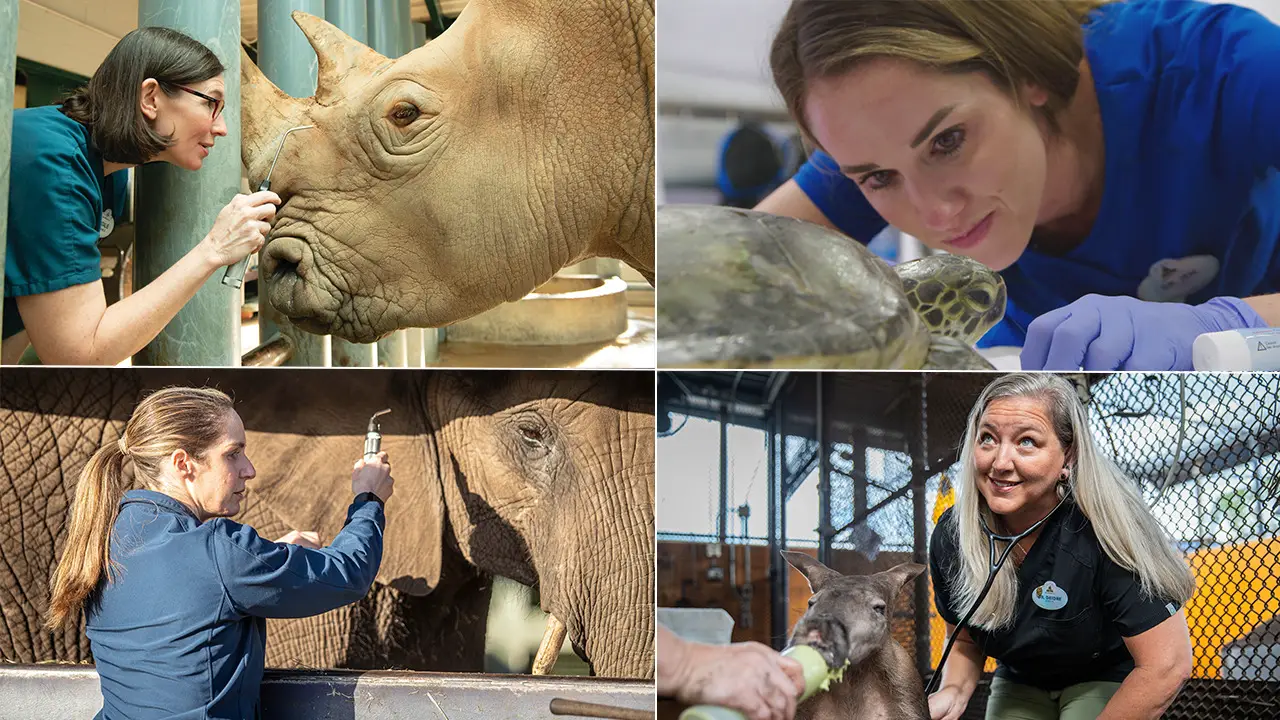 Disney’s Female Veterinarians Take Lead Role Caring for Creatures Great and Small