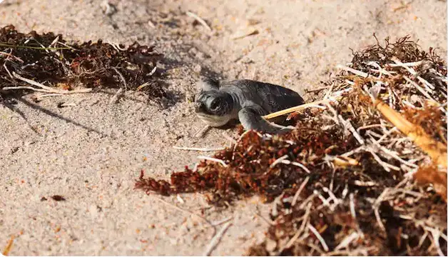 Vero-Beach-Sea-Turtle-1