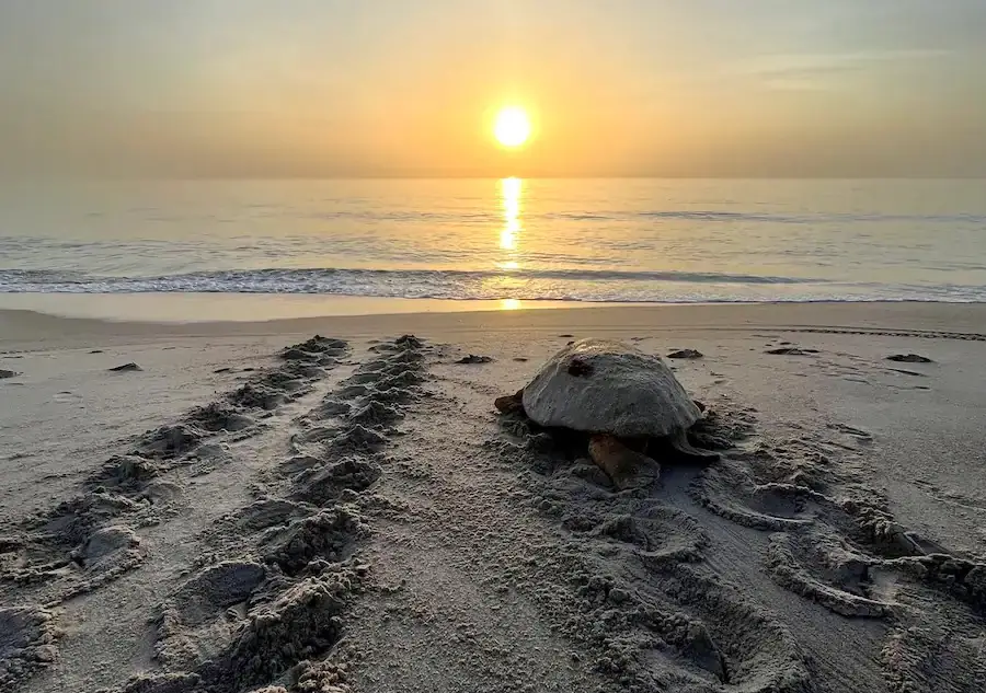 Disney Celebrates 20 Years of Sea Turtle Conservation at Vero Beach Resort