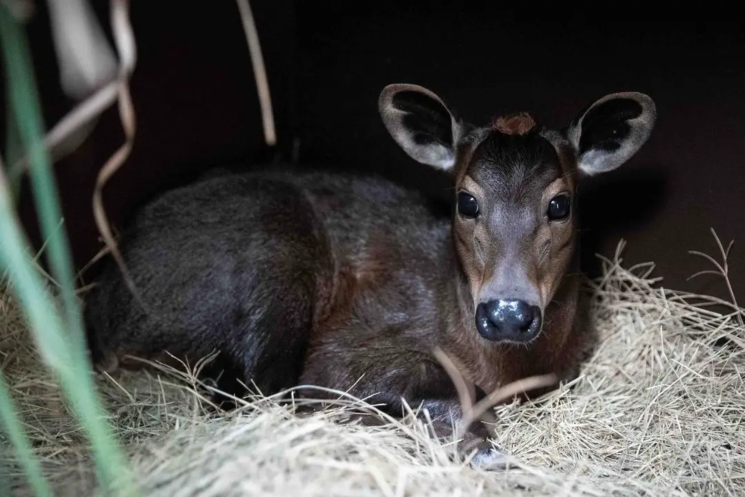 Yellow-backed Duiker calf has been born for the First Time in 20 years at Disney’s Animal Kingdom