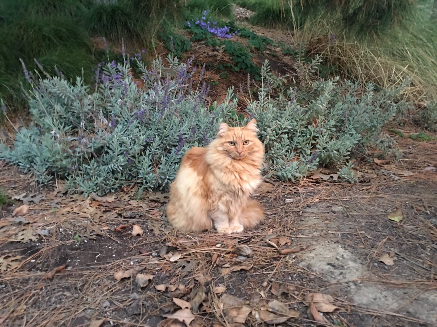 The Magic Key Terrace Cat ‘Nutmeg’ has Passed Away at Disney’s California Adventure