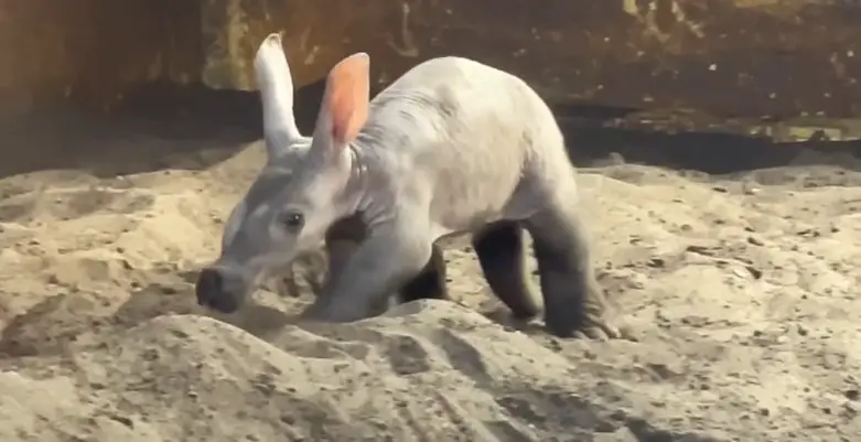 New Baby Aardvark Hazelnut is Second Cub Born at Disney’s Animal Kingdom