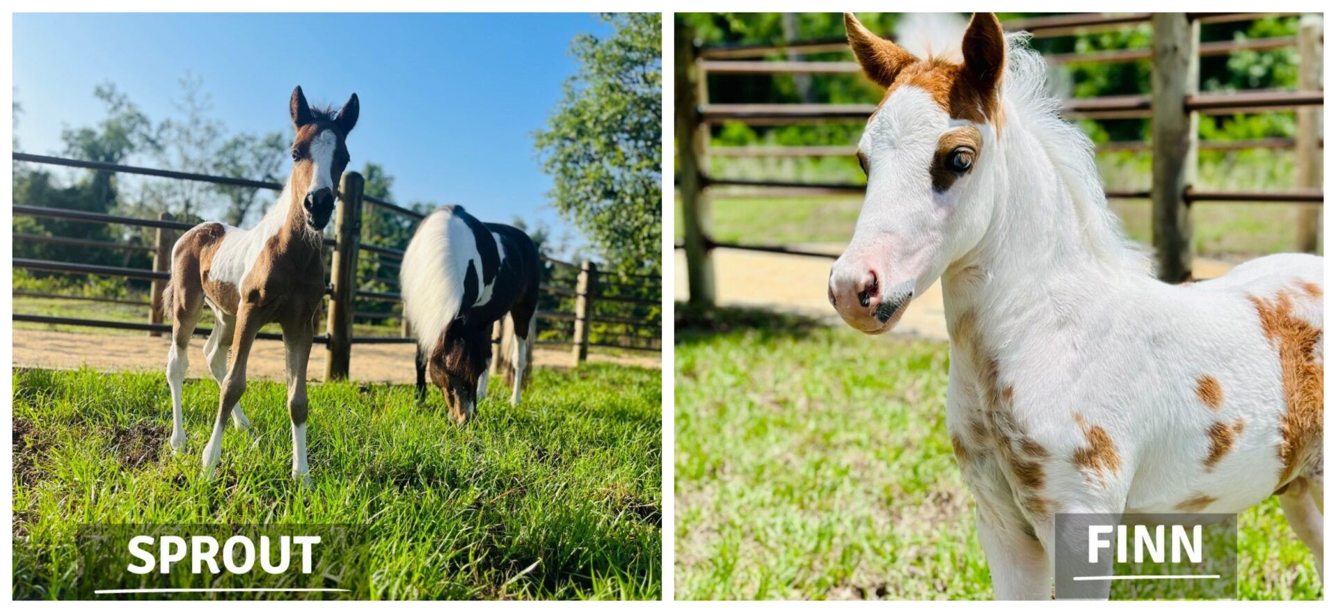 Two New Foals Born at Tri-Circle-D Ranch at Walt Disney World