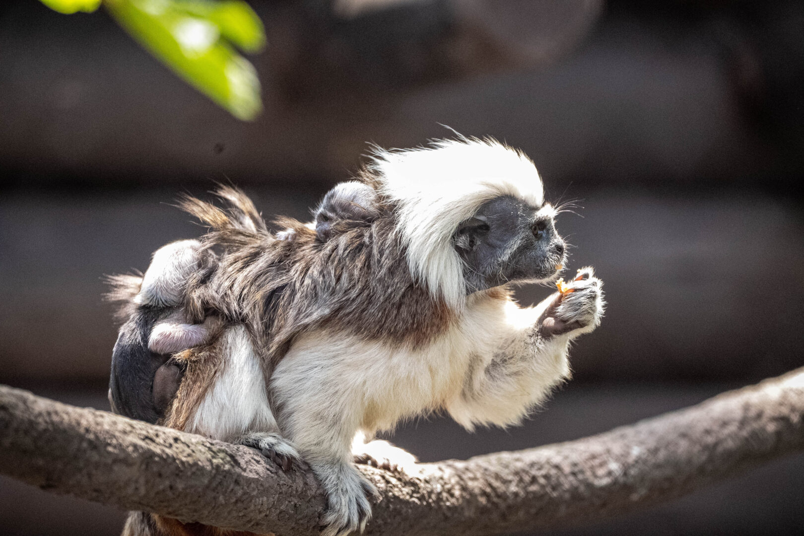 Rare Twin Cotton-Top Tamarin Baby Monkeys Born at Disney’s Animal Kingdom