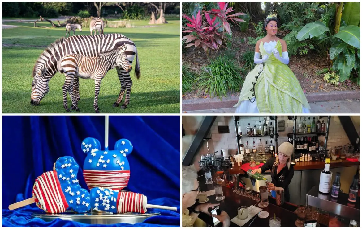 Chip and Company News Digest: Magic Kingdom’s ‘Ferrytale Fireworks Dessert Cruise’ Returns, New Music Coming to Tiana’s Bayou Adventure, Advance Tickets Now On Sale For Disney’s Haunted Mansion, Newborn Zebra Foals Make Savanna Debut at Disney’s Animal Kingdom
