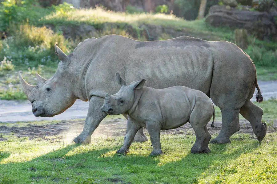 Dugan-the-White-Rhino-Passes-Away-at-Disneys-Animal-Kingdom