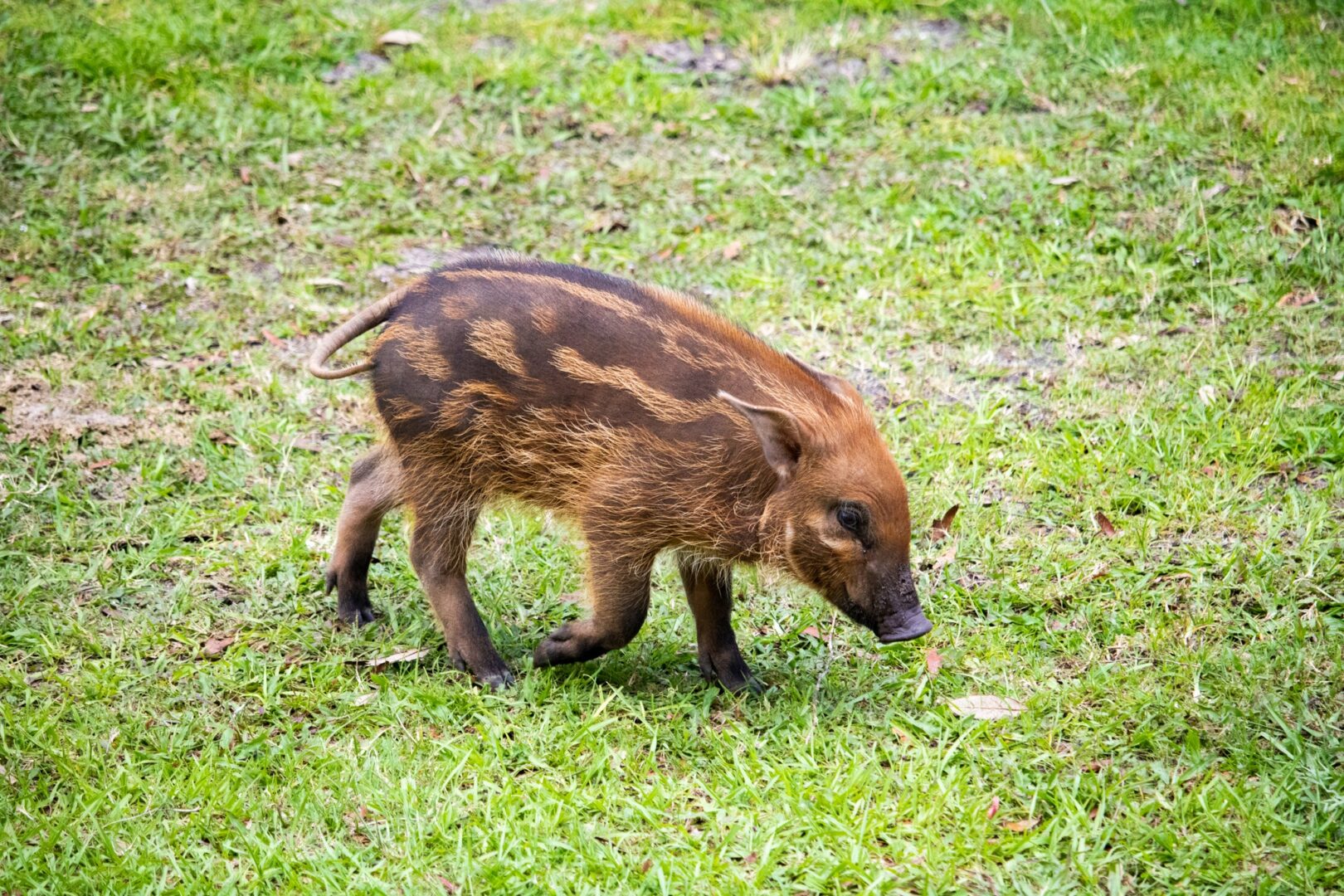 Introducing Walter: The Adorable Baby River Hog Piglet Finds His Home at Disney’s Animal Kingdom Lodge