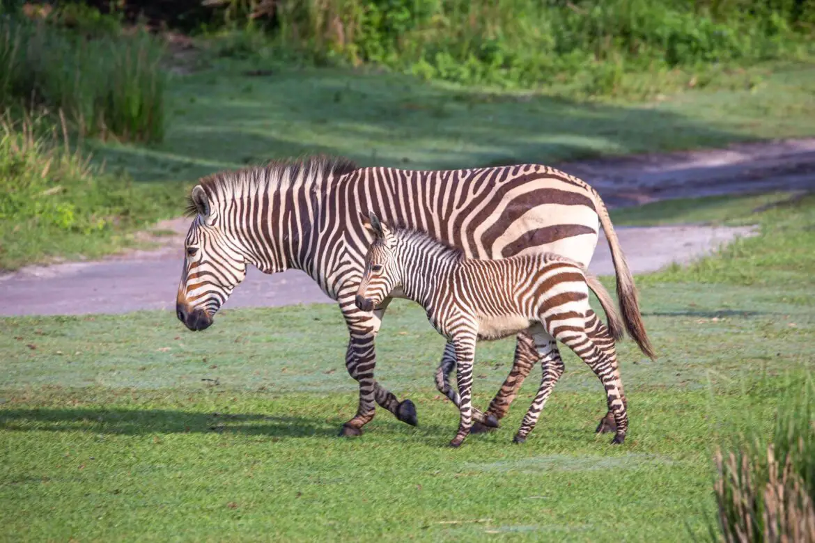 Newborn Zebra Foals Make Savanna Debut at Disney’s Animal Kingdom