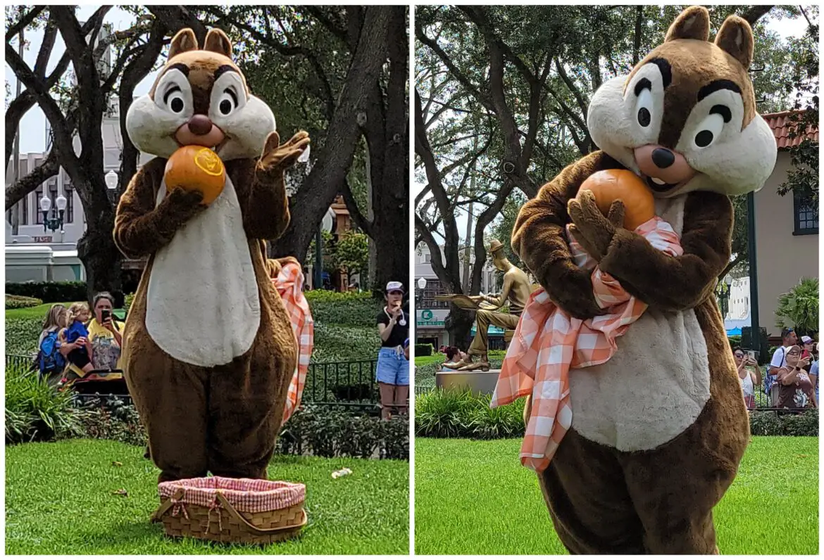 Chip and Dale Have a Fall Picnic in July at Hollywood Studios