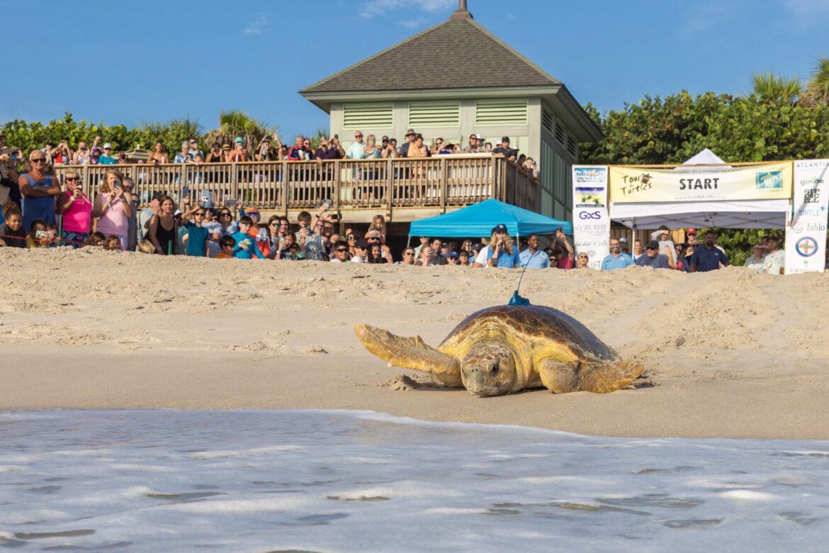 Tour de Turtles: A Celebration of Sea Turtles and Science at Disney’s Vero Beach Resort