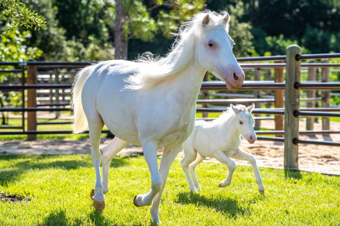 Meet ‘Pixie,’ Cinderella Pony Born at Disney World