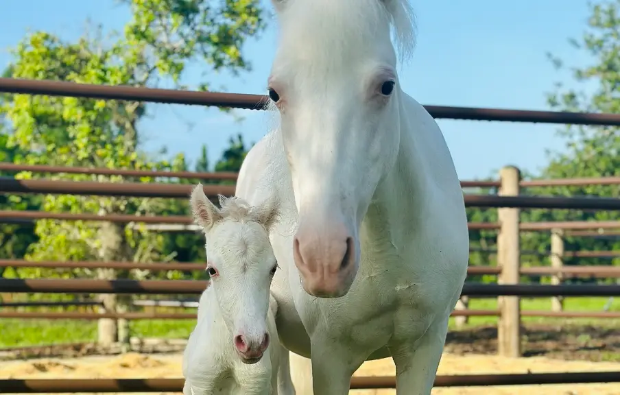 Newborn Foal Born at Tri-Circle-D Ranch in Walt Disney World
