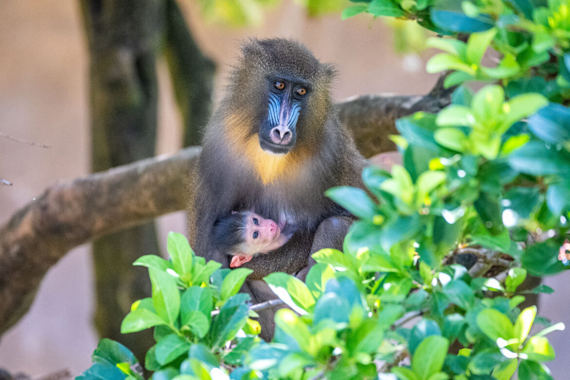 Disney’s Animal Kingdom Welcomes Pint-Sized Baby Mandrill Monkey ‘Saffron’