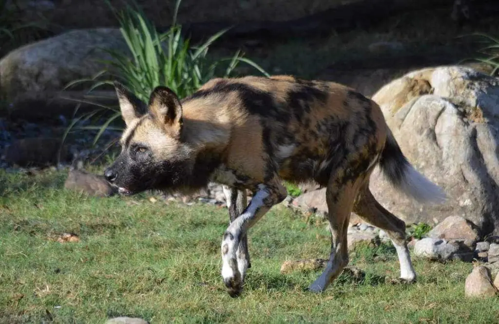 African Painted Dog Day