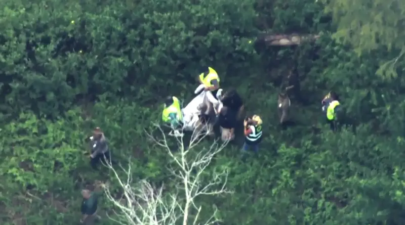 Photos & Video: Bear Captured and Removed from Magic Kingdom Yesterday