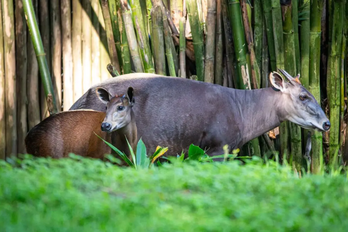 Baby Yellow-Backed Duiker Makes First Appearance at Disney’s Animal Kingdom