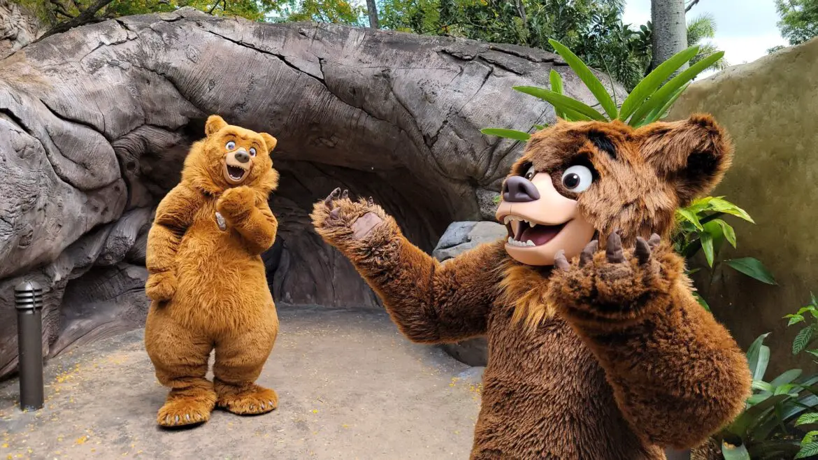Real Life Bear Reportedly Delaying Opening of Parts of the Magic Kingdom