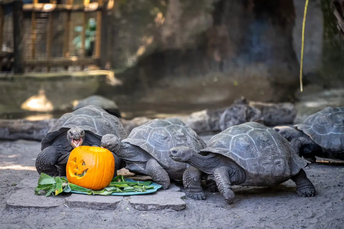 Giant Galapagos Tortoises Celebrate National Pumpkin Day at Disney’s Animal Kingdom