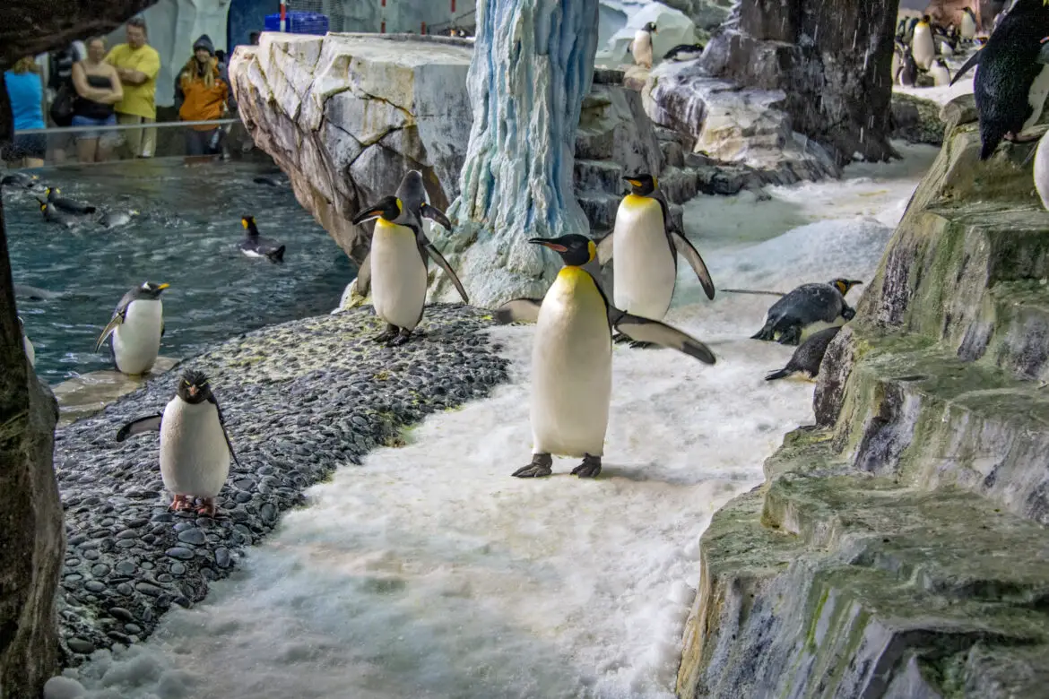 SeaWorld Orlando Unveils World’s First Fully Immersive Arctic Flying Theater