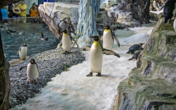 seaworld_penguin