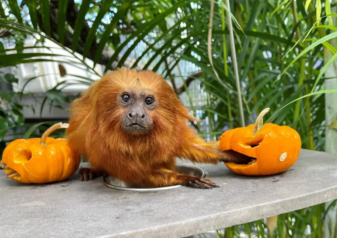 Animals across Walt Disney World Resort Celebrate Halloween