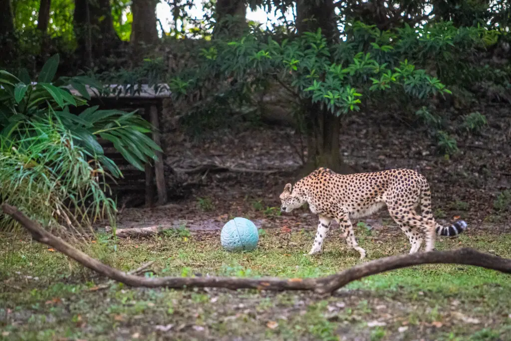 Cheetah-Motorized-Ball-Enrichment