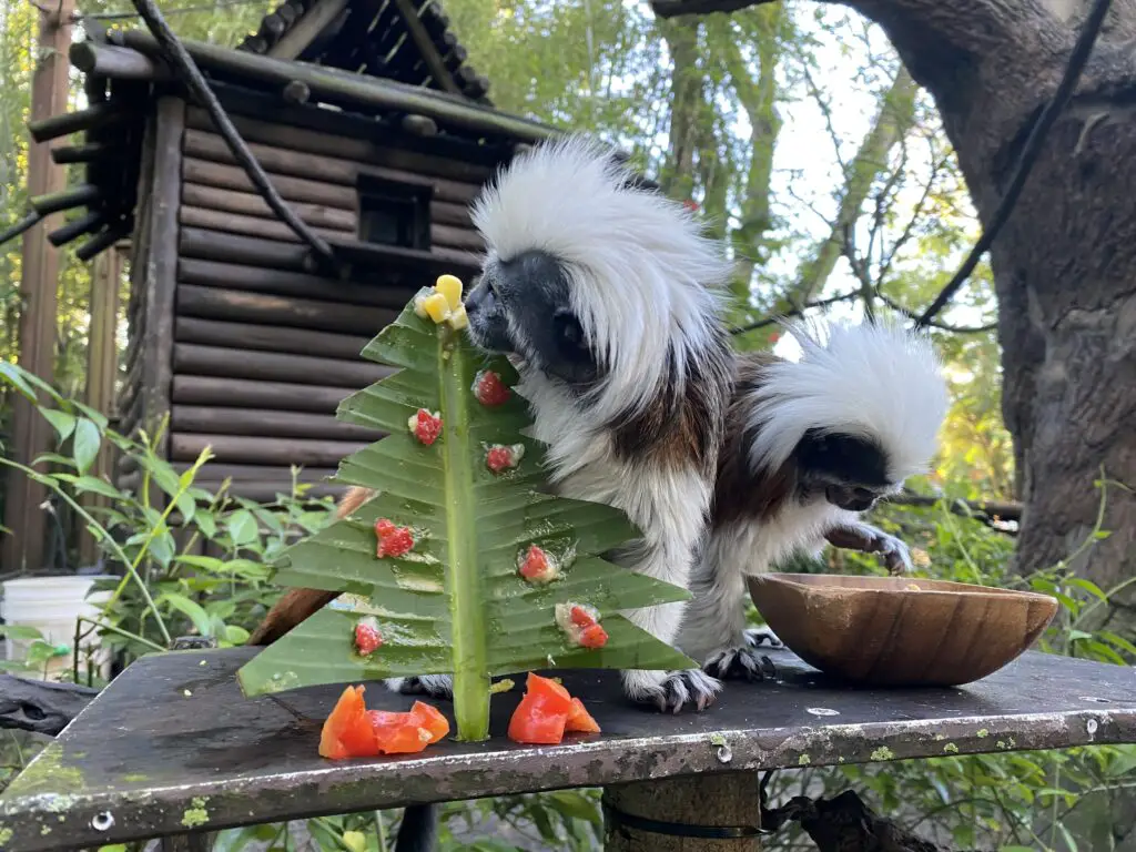 Cotton-Top-Tamarin-Food-Enrichment