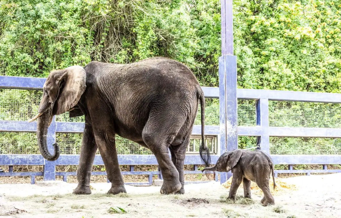 Baby African elephant born at Disney’s Animal Kingdom for the First Time Since 2016