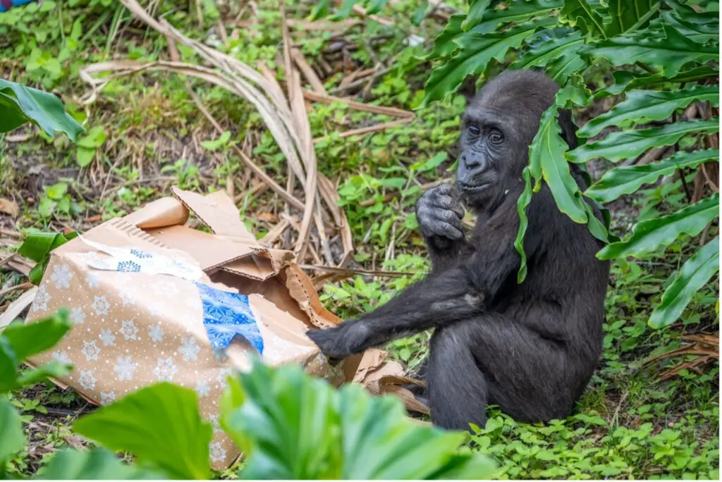 animal-enrichment-gorilla-cover