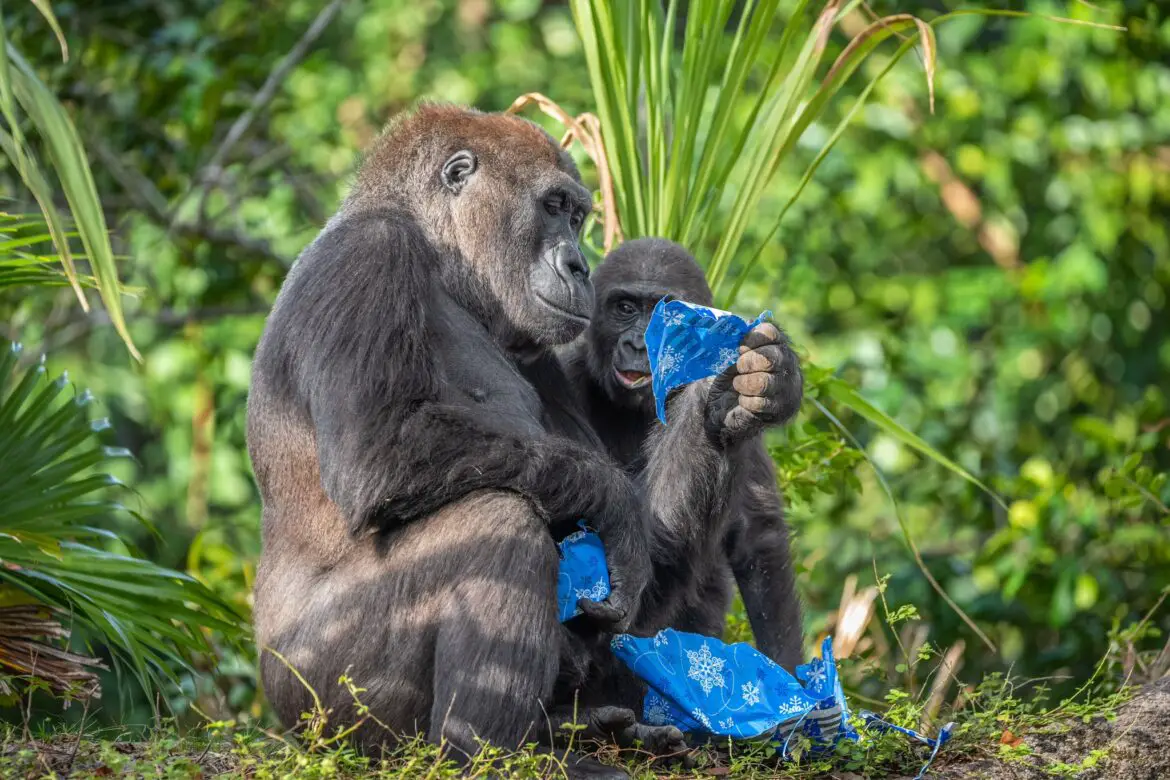 It’s an Early Christmas for the Lowland Gorillas at Disney’s Animal Kingdom