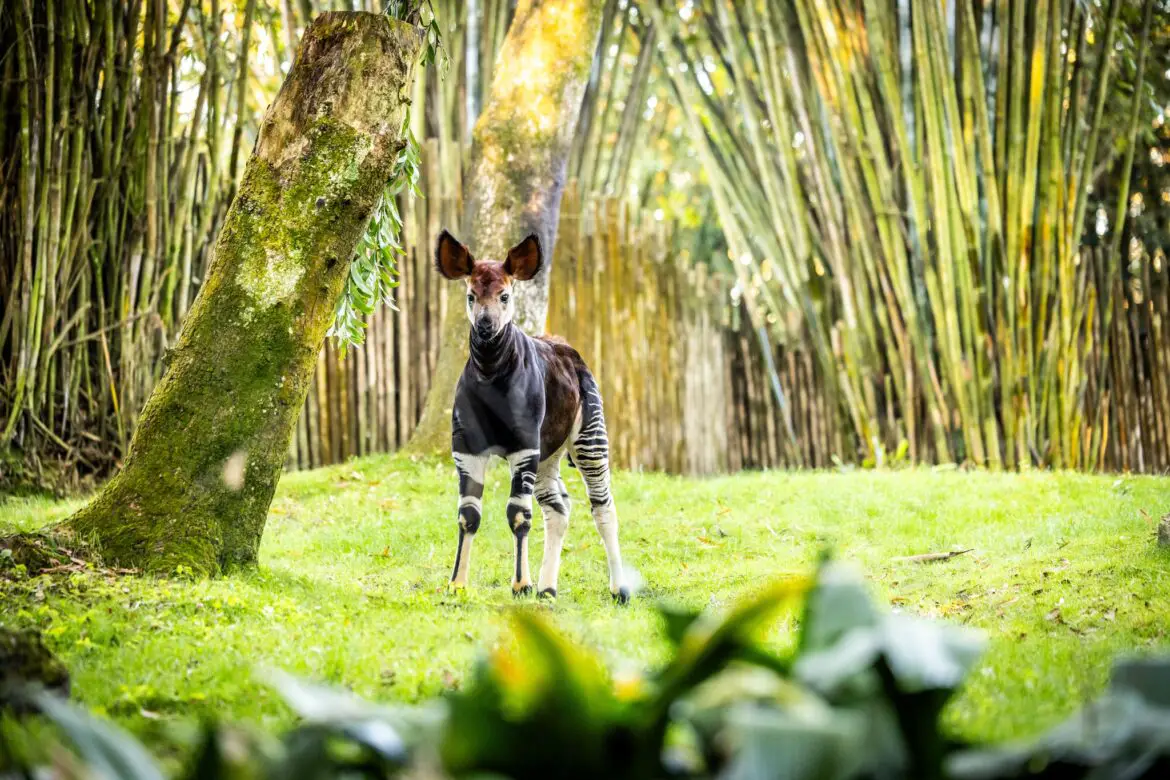 Disney Honors 50-year Cast Member by Naming Rare Baby Okapi After him