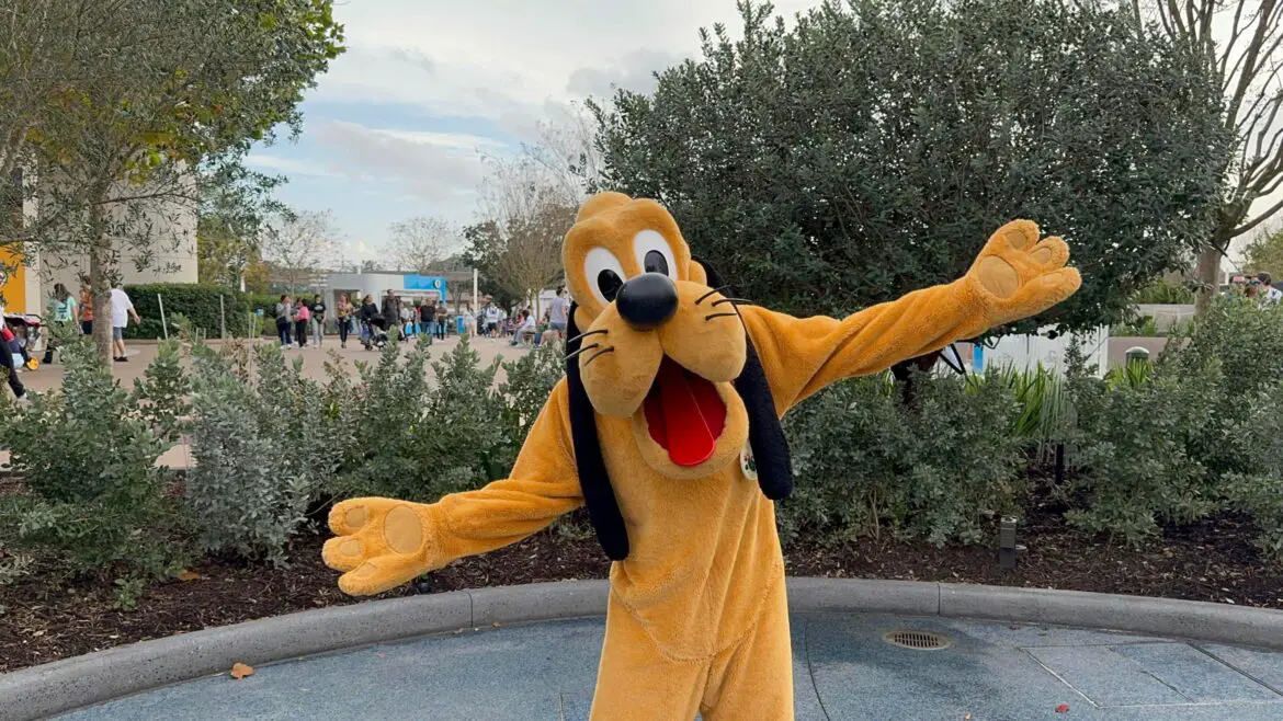 Pluto Shows Off his New Collar for EPCOT Festival of the Arts